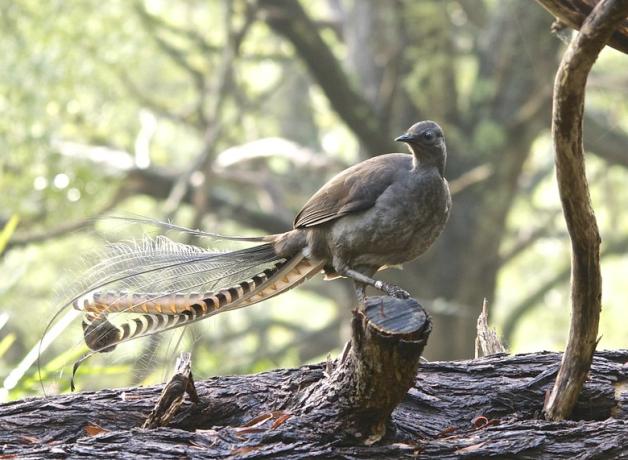 A light brown bird stands poised on a fallen log. He faces the viewer and looks to his right, as his splendidly long tail feathers fan out behind him.