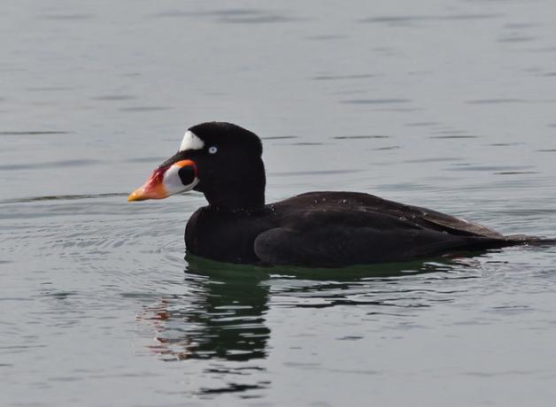 A male Surf Scoter floating on water, facing viewer's left