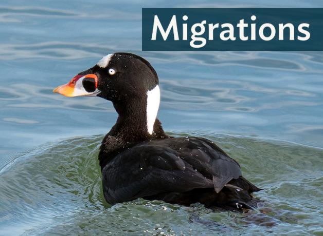 Surf Scoter swimming in clear lake water, lit by sunlight
