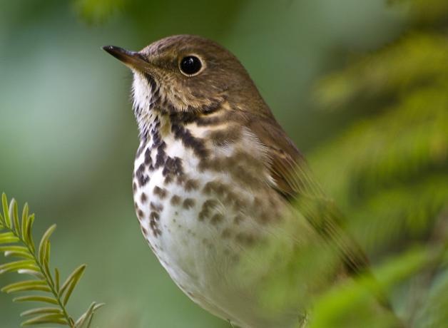 Swainson's Thrush