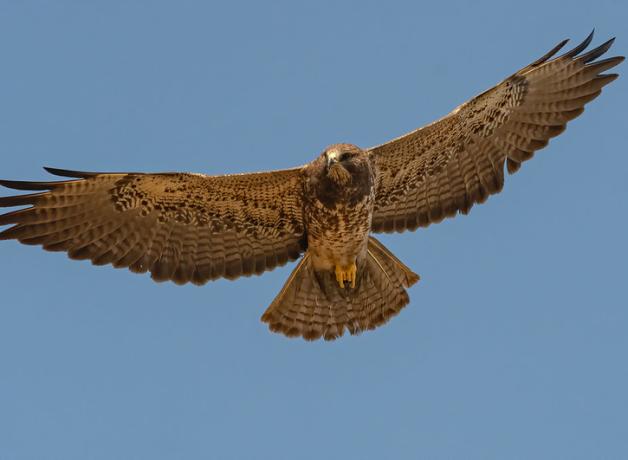 Swainson's Hawk in flight, wings outstretched against a clear sky