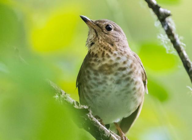 Swainson's Thrush