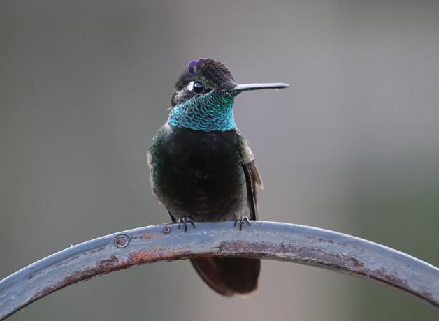 Rivoli's Hummingbird looking slightly to its left; the iridescent greenish blue color on its throat and some violet showing on its dark head