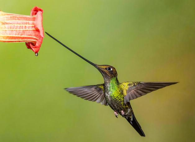 An iridescent green hummingbird hovers while its extremely long black beak touches the entrance of a flower.