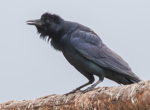 Tamaulipas Crow