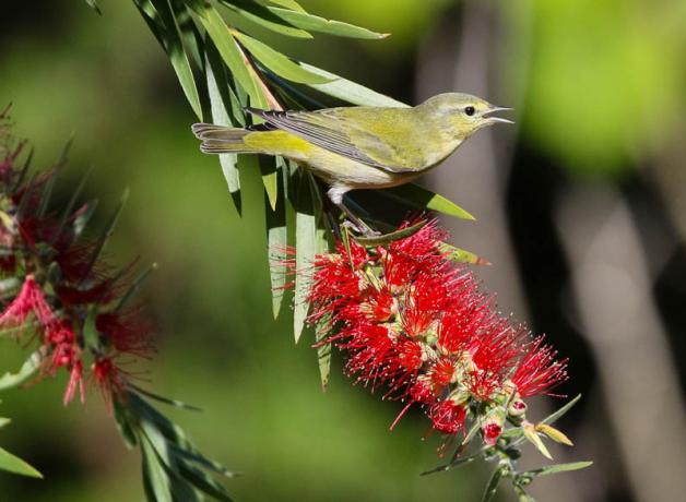 Tennessee Warbler on red flowers