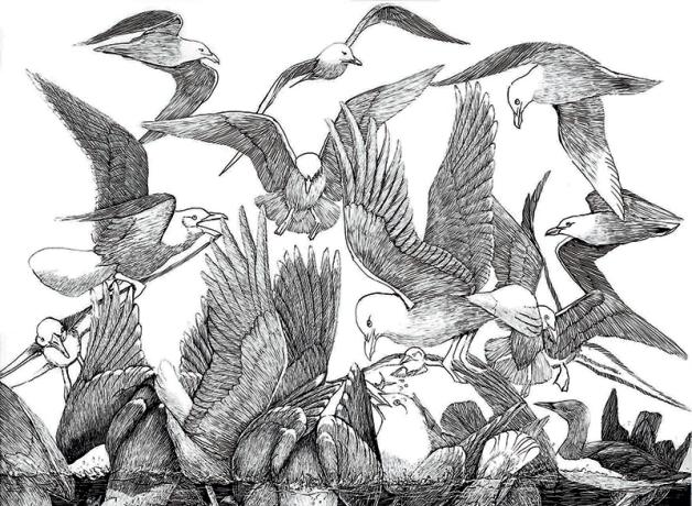 Gulls in feeding frenzy