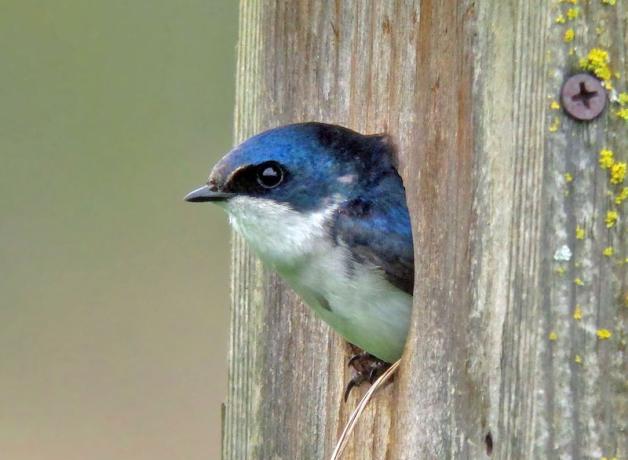 Tree Swallow peering out of nestbox