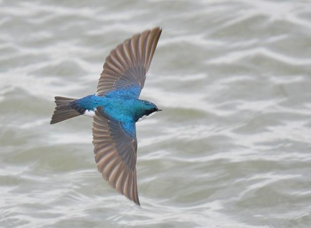 A small iridescent blue bird with dark wings flies over lightly rippled water
