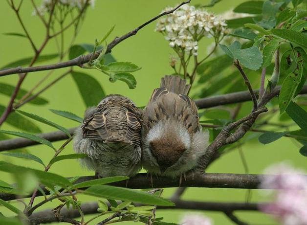 Tree Sparrow roosting
