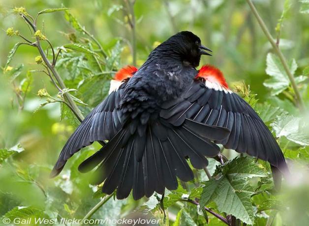 Tri-colored Blackbird showing its "epaulets"