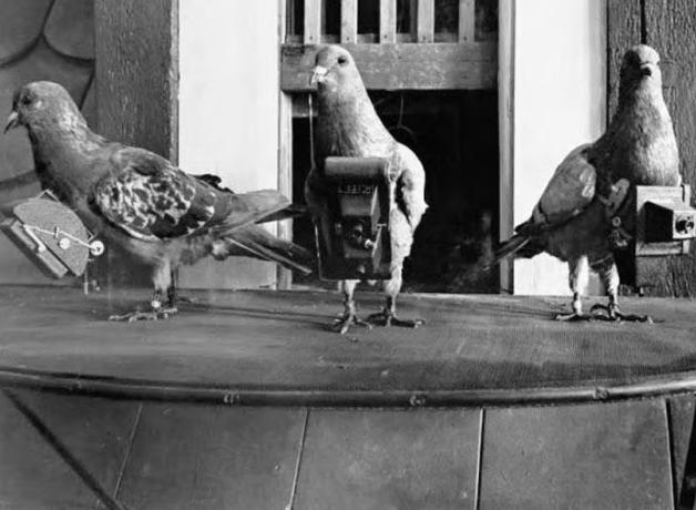 A old black-and-white photo showing three pigeons with cameras strapped to their chests