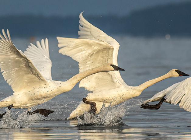 Trumpeter Swans taking flight from a water surface