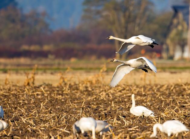 Trumpeter swans landing in a field of harvested crops stubble in Skagit Valley, WA