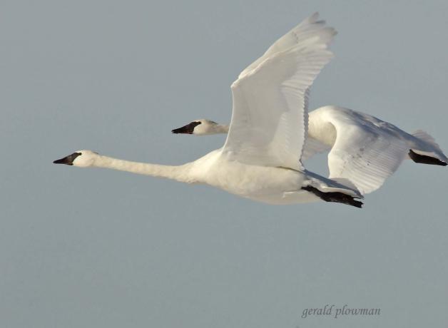 Trumpeter Swan pair in flight