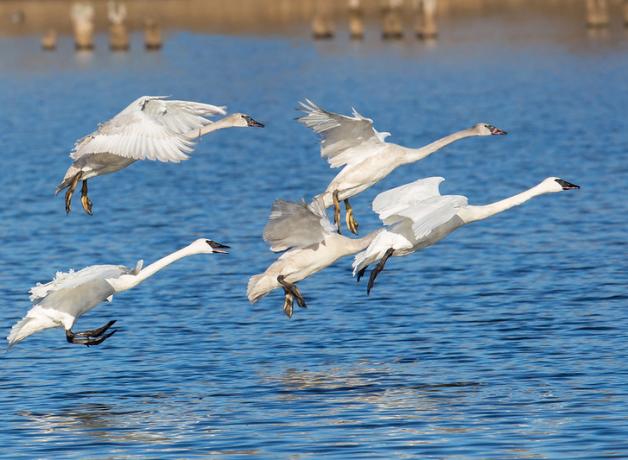 Trumpeter Swans flying in for a landing on a lake, their long necks and beating wings reflected in rippled blue water