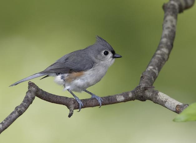 A Tufted Titmouse looks to its left, showing soft gray feathers and white throat and belly, while standing on a slender branch.
