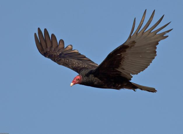 Turkey Vulture in flight