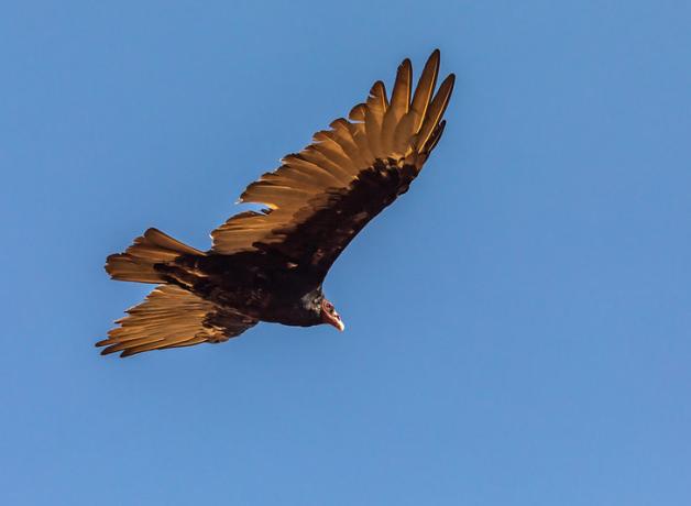 Turkey Vulture in flight