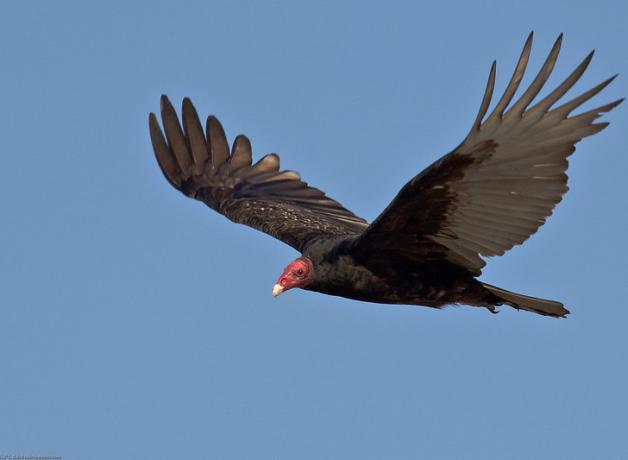 Turkey Vulture soaring with characteristic "V" wings