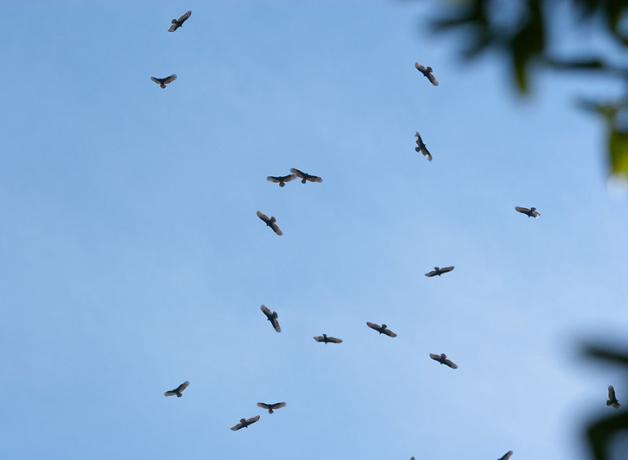 Dozens of Turkey Vultures soaring together in a blue sky