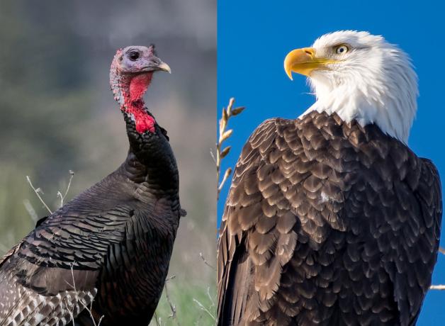 Wild Turkey and Bald Eagle