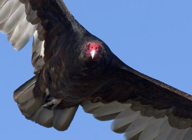 Turkey Vulture in flight