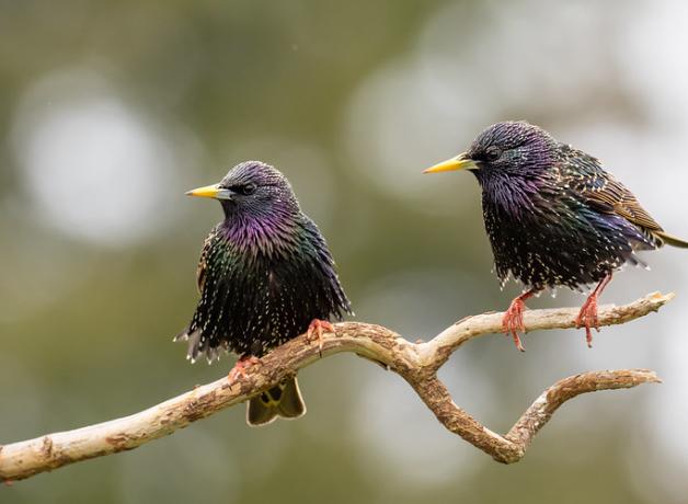 Two European Starlings perched on slender branch