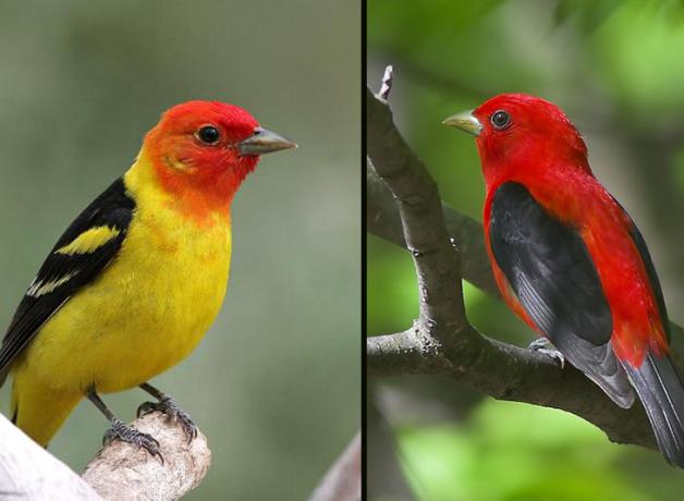 Tanagers - Coffee Birds | BirdNote