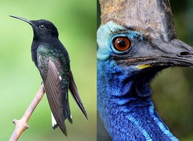 Combined photo showing a Black Jacobin hummingbird and closeup of a Cassowary