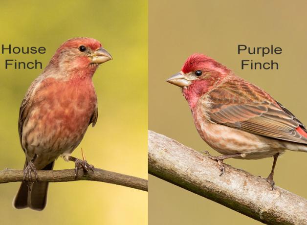 Photo comparing a House Finch on the left and a Purple Finch on the right