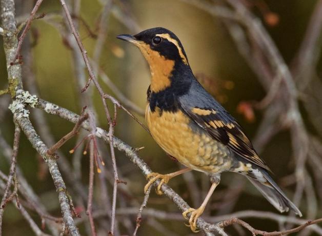 Varied Thrush