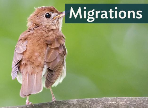 Light brownish-red bird with its back to viewer, looking to its right