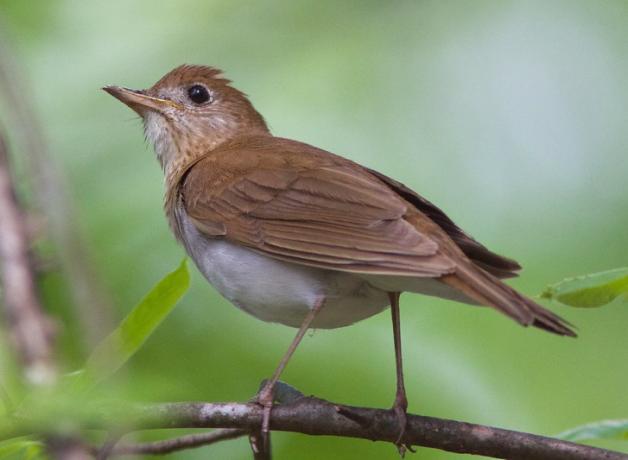 Veery perched on a branch, its head raised looking upwards