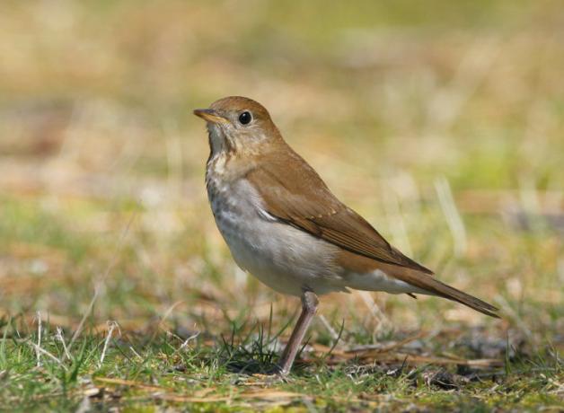 A Veery standing in left profile on grassy ground in sunlight