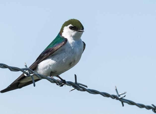 Violet-green Swallow perched on a wire