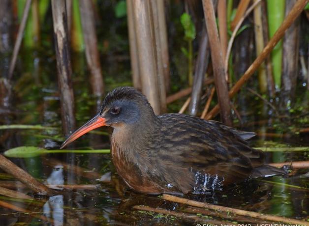 Virginia Rail