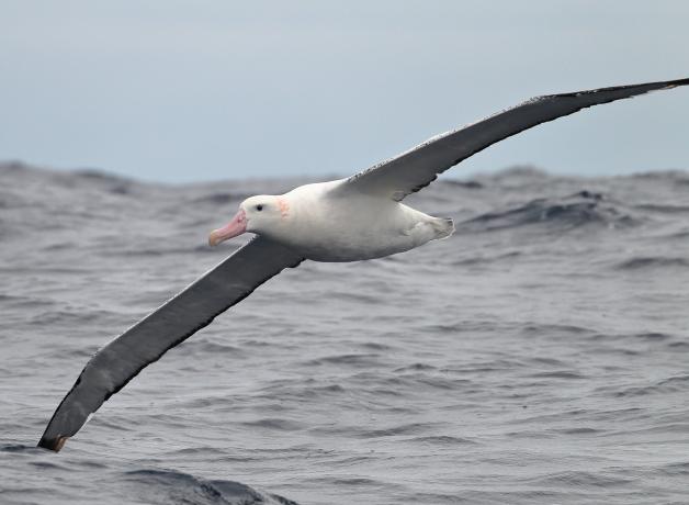 Un albatros viajero volando sobre el mar