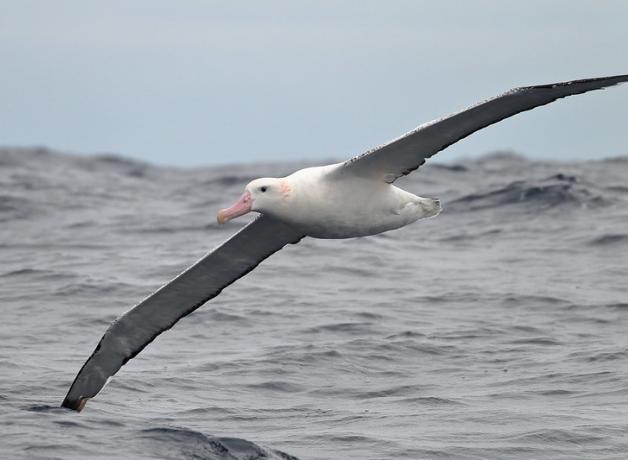 Wandering Albatross flying low over the water, it's long gray wings stretched out, white body held horizontal, pink beak