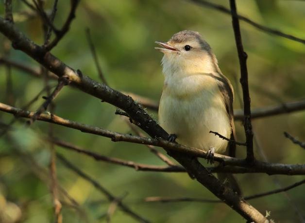 Warbling Vireo