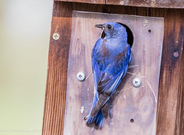 Western Bluebird at nest box