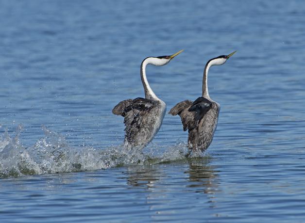 Pair of Western Grebes doing their courtship "water ballet", wings outstretched as they they go across the water, running on the surface side by side