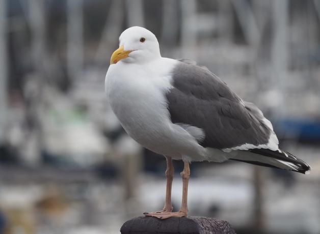 Gull Identification II | BirdNote