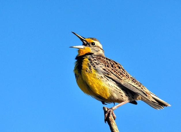 Western Meadowlark singing in sunlight with clear blue sky in background