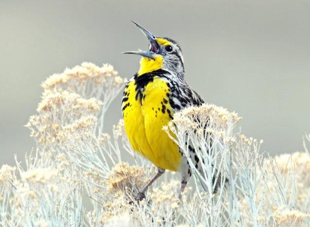 Western Meadowlark singing