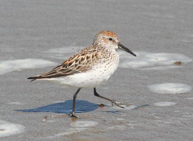 Western Sandpiper