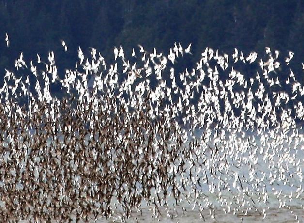 Thousands of Western Sandpipers taking flight