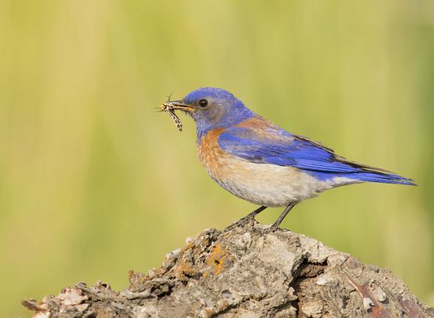 Western Bluebird with insect in beak