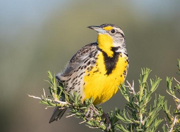 Western Meadowlark