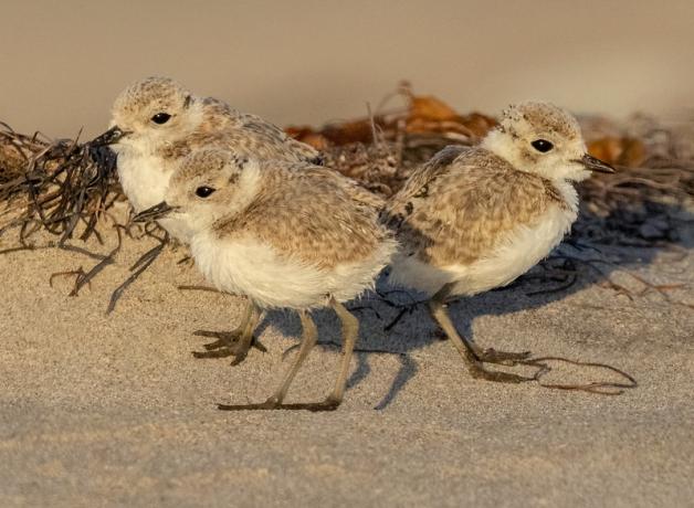 Three Western Snowy Plover chicks standing on sandy beach in sunlight